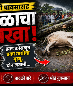 अवकाळी पावसाचा कहर! झाड कोसळून गायीचा मृत्यू, दोन जण गंभीर जखमी