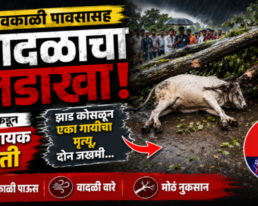 अवकाळी पावसाचा कहर! झाड कोसळून गायीचा मृत्यू, दोन जण गंभीर जखमी