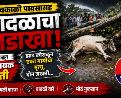 अवकाळी पावसाचा कहर! झाड कोसळून गायीचा मृत्यू, दोन जण गंभीर जखमी
