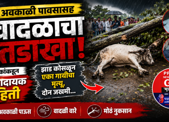 अवकाळी पावसाचा कहर! झाड कोसळून गायीचा मृत्यू, दोन जण गंभीर जखमी