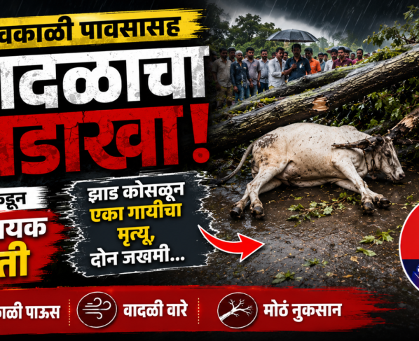 अवकाळी पावसाचा कहर! झाड कोसळून गायीचा मृत्यू, दोन जण गंभीर जखमी