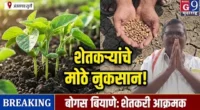 सोयाबीन बियाण्यांचा मोठा फज्जा! शेतकरी रस्त्यावर, नुकसानभरपाईची मागणी